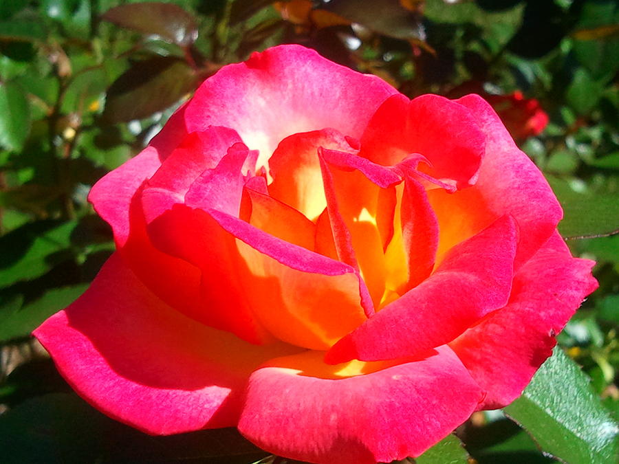 Bonsai Rose Flower Seeds for Planting – 100, Heirloom, Non-GMO Garden Seeds - Rose for planting in home garden